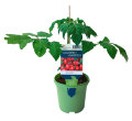Tomatplanter mix i 11 cm potte